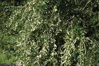 Olio Verona - Tenimenti De Ambroxiis - Valpolicella