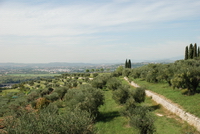 Olio Verona - Tenimenti De Ambroxiis - Valpolicella