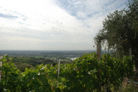 Olio Verona - Tenimenti De Ambroxiis - Valpolicella