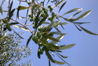 Olio Verona - Tenimenti De Ambroxiis - Valpolicella